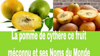 La Prune de cythère ce Fruit méconnu et ses Noms du Mondepatijoelle9810 [upl. by Rovner]