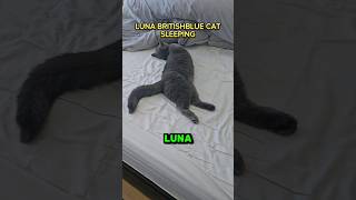 Luna Britishblue Shorthair Cat Sleeping All Day cat britishblue shorts [upl. by Oniliuqnart]