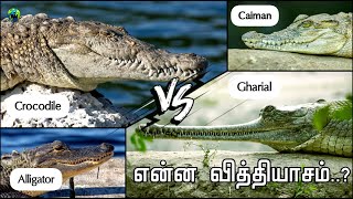 Crocodile vs alligator vs caiman vs gharial இவைகளுக்கிடையே உள்ள வித்தியாசம் என்ன BioWorld  BW [upl. by Jagir]