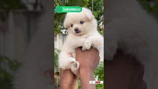 Pomeranian puppies sale  pom for sale  Spitz sale kerala  home delivery available  pom sale [upl. by Donaldson]