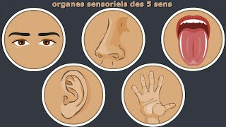 Les organes de sens et leurs rôles  Rubrique MA SANTÉ MA PRIORITÉ [upl. by Athalie]