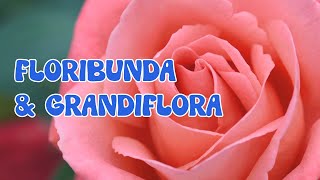 Introduction to Floribundas Grandiflora Hybrid Tea amp Polyanthus🌹🌹 Rose Gardening Beginners Guide [upl. by Yhotmit562]