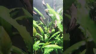 Kubotai Rasboras DaniKenAquatics FoxiesFishes [upl. by Allan977]