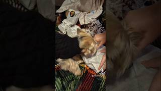 bestfrend puppy yorki yorkielovers love dog pets yorkshirelove cute [upl. by Leissam]