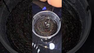 How to make black holographic paint how howto hologram holographics paint black [upl. by Pallaton]