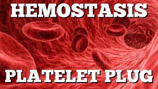 Primary Hemostasis Platelet Plug Formation StepbyStep Animation [upl. by Forrest]