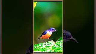 Jewels of the Jungle • Orange Bellied FlowerPecker facts birds shortsfeed youtubeshorts shorts [upl. by Anaicul]