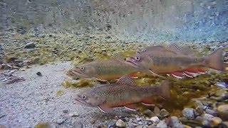 Bachsaiblinge  Brook Trout  Salvelinus fontinalis Schweiz [upl. by Hughes]