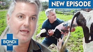 Pulling a Calf To Help Cow Give Birth 😍❤️ A Country Vet Practice E4  Bondi Vet [upl. by Mosnar]