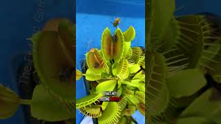 How Flytraps Bait Wasps shorts [upl. by Tarttan]