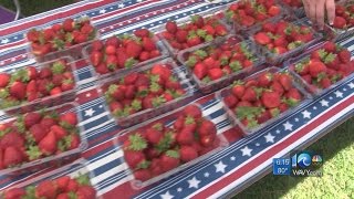 Improved parking heavy traffic at Pungo Strawberry Fest [upl. by Ardnued164]