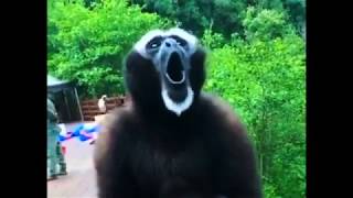 The screaming gibbon [upl. by Einattirb902]