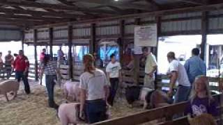 How to show pigs at the fair [upl. by Elime907]