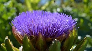 Cooking and Eating an Opening or Flowering Globe Artichoke [upl. by Adnuhs186]