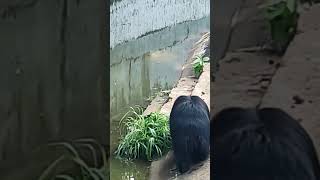 Bhalu water shortvideo zoo [upl. by Ahsinor]