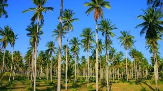 Hawaii coconut plantations Big Island Hawaii United States North America [upl. by Nahte]