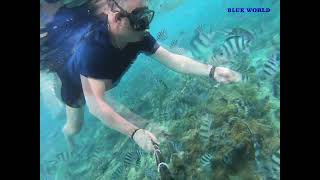 Mauritius Snorkeling jjblueworld [upl. by Corney700]