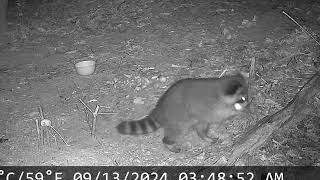 Raccoon with Eggs Wildlife Bloopers Snack Fails [upl. by Chappelka]