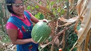 Sacando semillas de Chilacayote en mi pueblo [upl. by Xenophon]