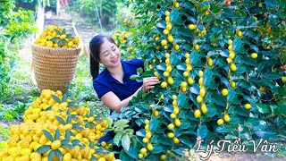 How to harvest Oleaster amp Go to the market sell  Harvesting and Cooking  Daily Life [upl. by Fulviah]