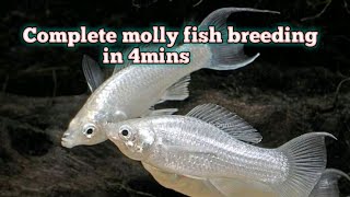 Molly Breeding in tamil [upl. by Vaules]