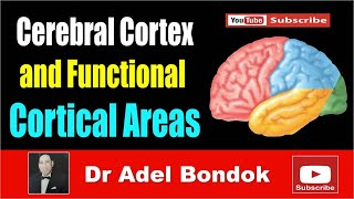 Cerebral Cortex and Functional Areas Dr Adel Bondok [upl. by Buehrer]