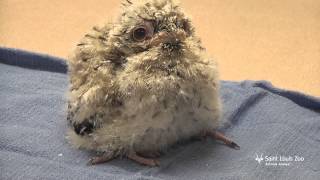 Tawny frogmouth chick at the Saint Louis Zoo [upl. by Jacquelin]