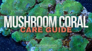 Mushroom Coral Care Guide  Reef Aquarium Fish [upl. by Alexine]