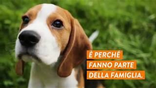 Buon 2019 a tutti Ogni giorno dalla parte degli Animali [upl. by Reisch991]