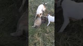 Badger hunt with working jack russell terriers [upl. by Doowyah]