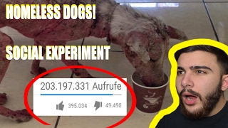 Als diese 2 Hunde abgesetzt worden sind passierte das Soziales Experiment [upl. by Adian168]