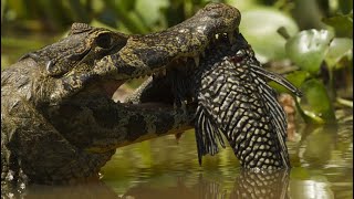 Amazon ascension  Spectacled caiman hunts payara [upl. by Gilson]