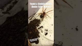 Found a Stedota Nobilis in my backyard stedotafamily falsewidow [upl. by Cilka]