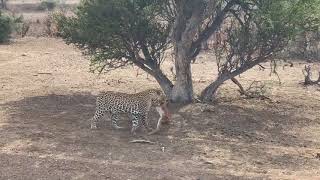 Leopard Steals Baby Steenbok From Cheetah [upl. by Thorstein]