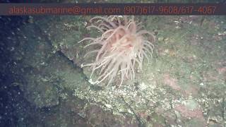 Alaska Submarine Dives to 300 feet for George Inlet Fish and Shrimp [upl. by Tamis]