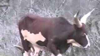 Ramcat Broadheads  Sams African Watusi Part 1 [upl. by Tammy]