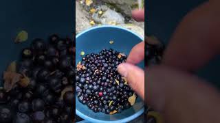 Picked berries at hatchers pass Alaska now chilling at Hatchers pass river [upl. by Blisse]