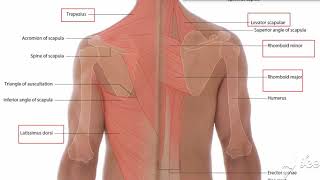 Trapezius muscle [upl. by Gustavo]