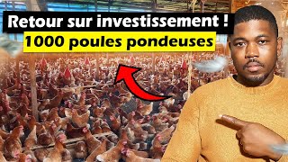 Combien dargent rapporte une ferme de 1000 poules pondeuses [upl. by Homer]