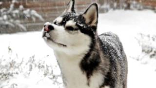 Siberian Husky dog playing in the Snow [upl. by Aeduj]