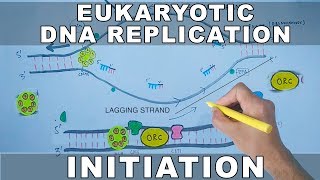 DNA Replication In Eukaryotes  Initiation [upl. by Adnaluy398]