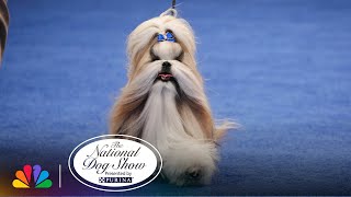 Shih Tzu Dematting Technique  Pro Pet Grooming Tip [upl. by Suirrad767]