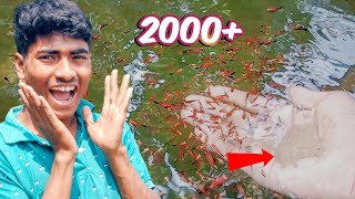 Huge 2000 Platy Fish Baby Feeding 🤩 [upl. by Ylam]