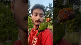 Sunconur hand feed baby price 🦜 mini vlogs with birds sunconure birds birdslover shortvideo [upl. by Christoffer]