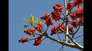 Erythrina Coral Tree Unusual Bonsai [upl. by Sessylu]