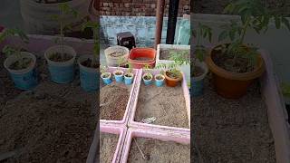 Tomato Seedling 🌿🍅 transplanting terrace garden short video [upl. by Cima]