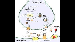 Biosynthesis of Acetylcholine Neurotransmitters  Synthesis Storage Release Function Degradation [upl. by Nais]