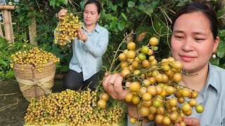 Harvest Clausena Lansium Goes to market sell  Take Care Ginger Garden  Ly Thi Ca [upl. by Tehr492]