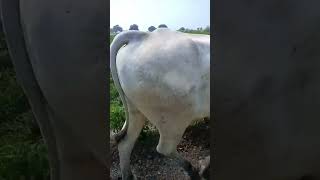 farming Ongole bull trending chirala Ongole bulls jai Gomatha [upl. by Yenitirb78]