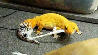 shtctb leopard gecko shedding SuperHypo Tangerine CarrotTail Baldy [upl. by Norbert]